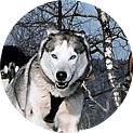 Husky